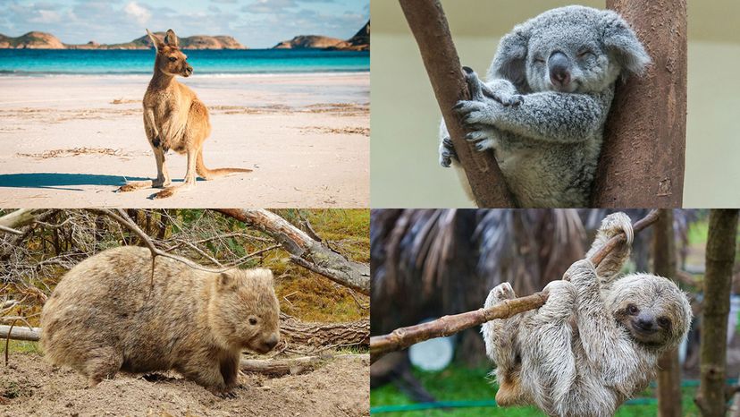 kangaroo, koalas, wombats, sloths