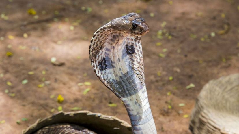 King Cobra