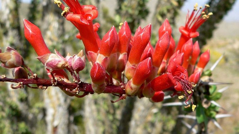 Ocotillo