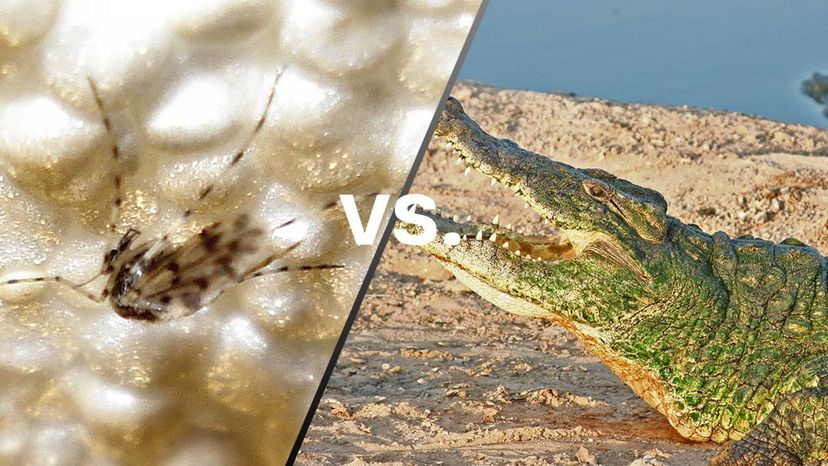 Mosquitos vs Crocodile