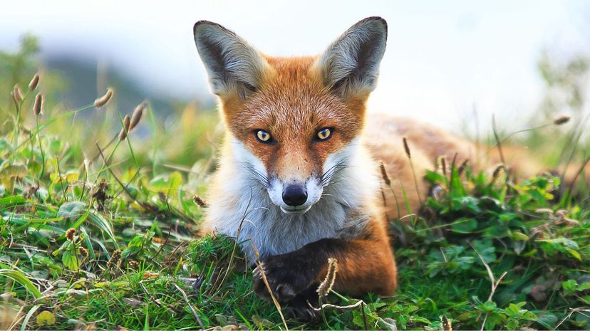 Q27 Animal Last Name