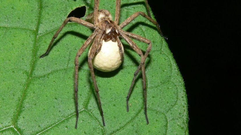 Nursery Web Spider