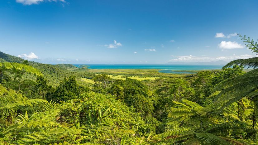 25-Daintree森林＂border=