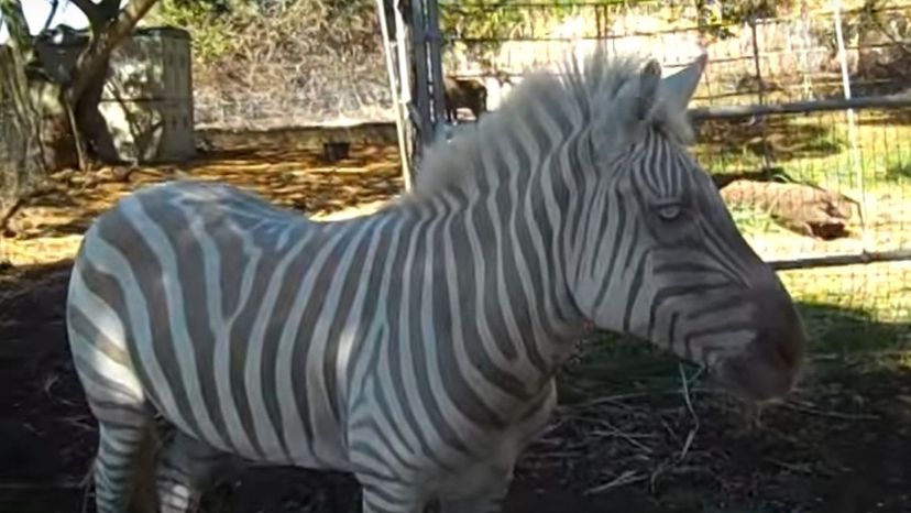 White Zebra