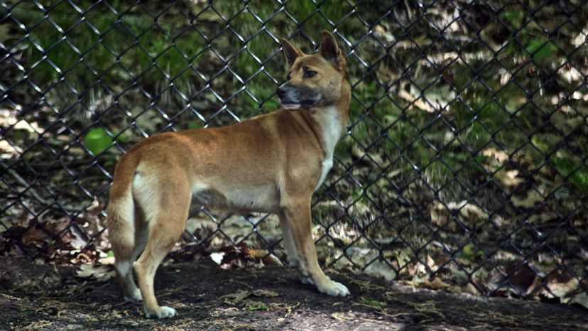 New Guinea singing dog