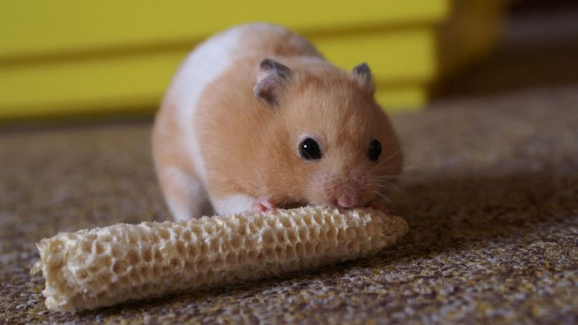 Golden Hamster