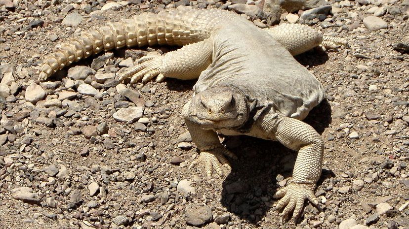 Egyptian Uromastyx