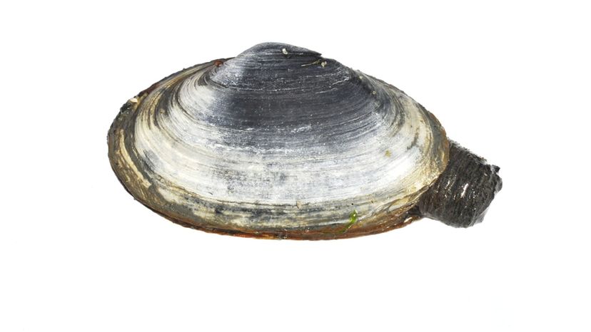 gaper clams