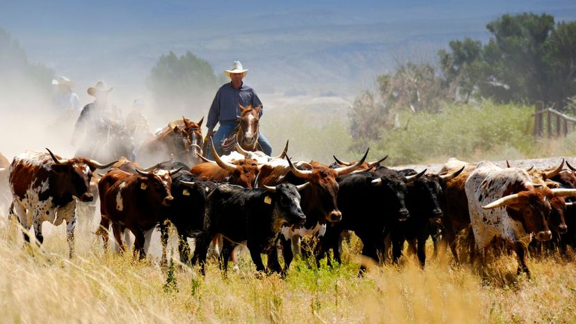 Ranch herder