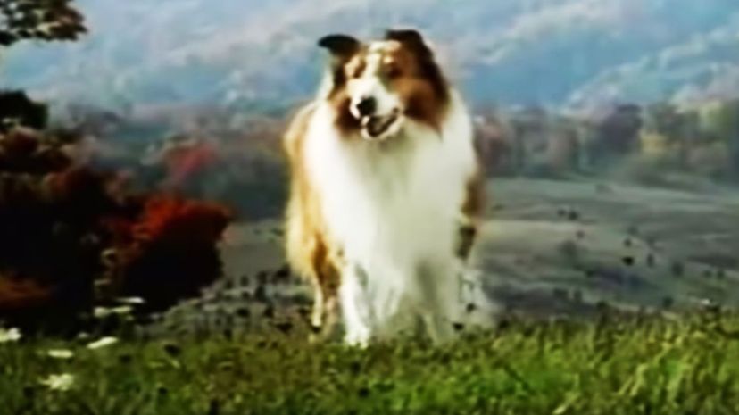 Lassie