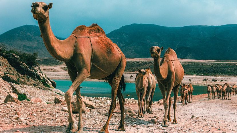 Oman