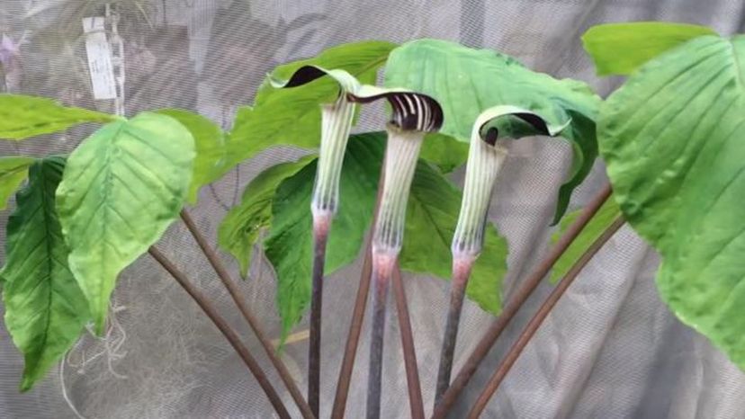 Jack-in-the-pulpit