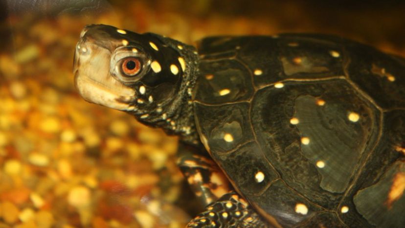 Spotted Turtles