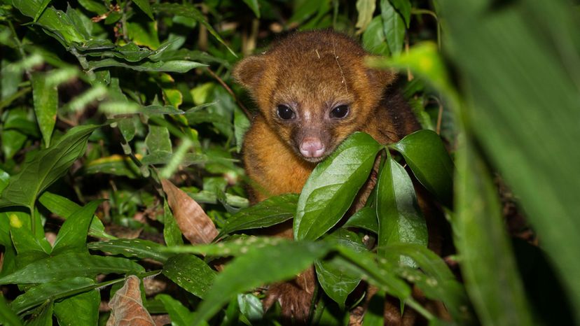 Kinkajou