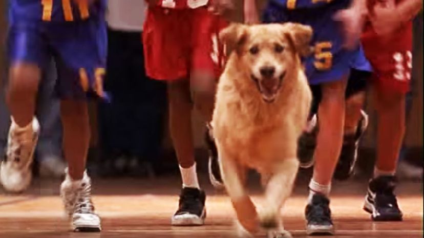 Air Bud