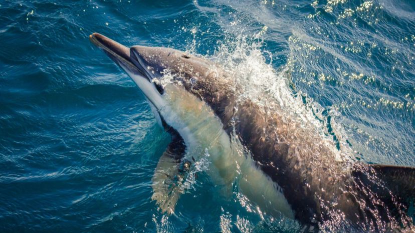 Shortbeaked dolphin