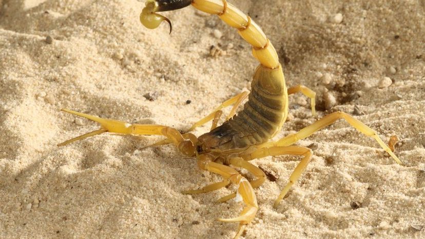Death stalker Scorpion