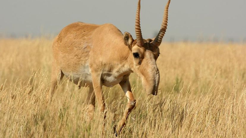 Saiga Antelope