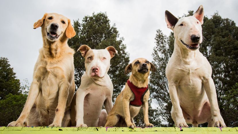 Können wir erraten, welche Hunderasse du besitzt?