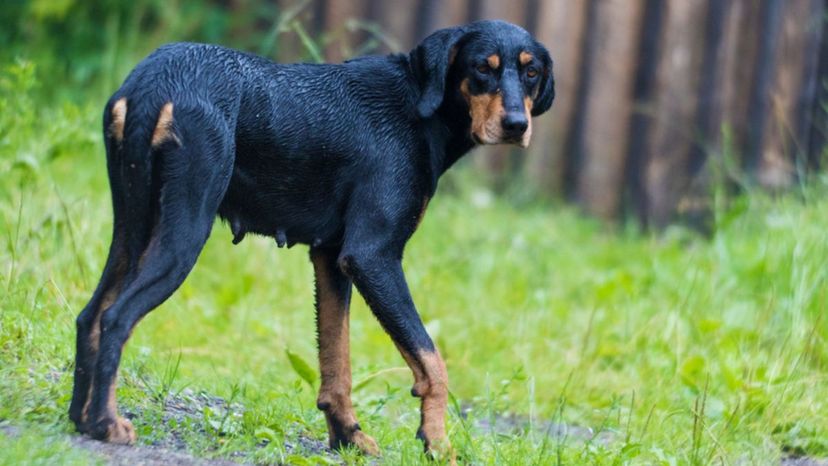 Transylvanian Hound