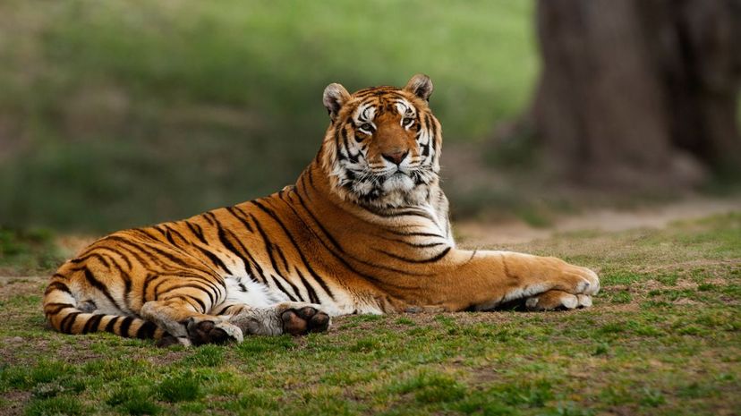 Bengal Tiger