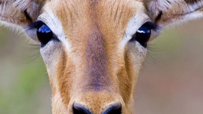 Impala