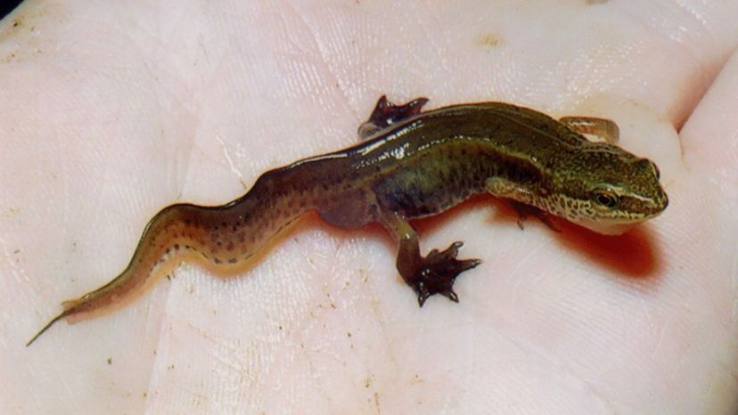 Palmate Newt