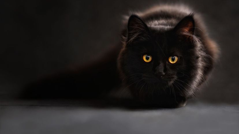 Which Underrated Cat Breed Are You?
