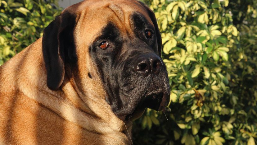 English Mastiff