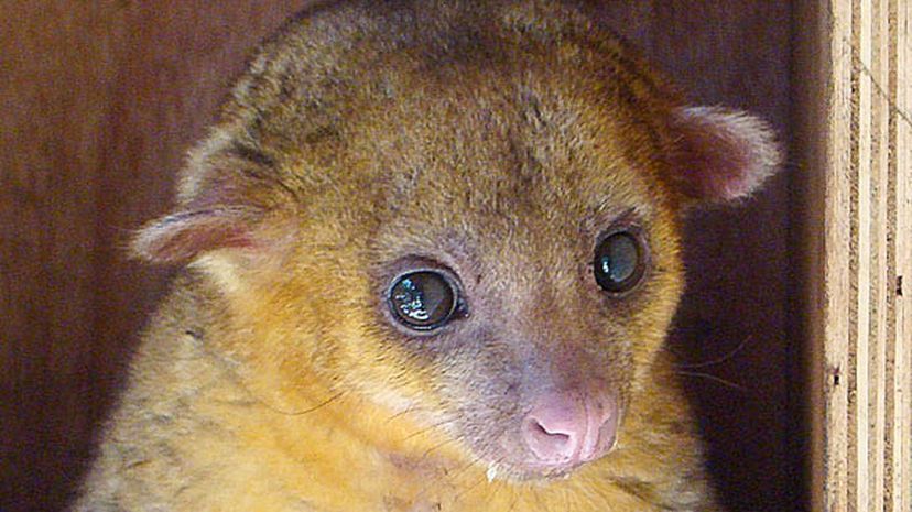 20-Kinkajou