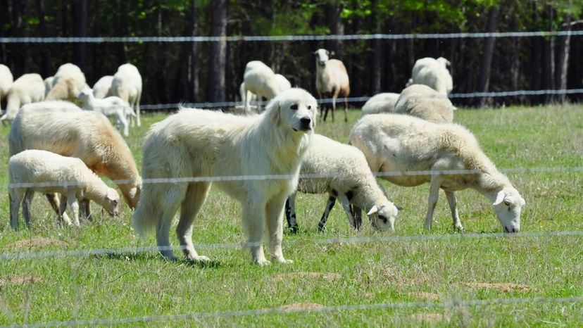 Great Pyrenees