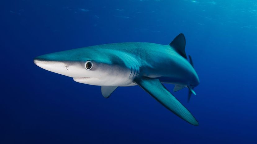 Blue shark