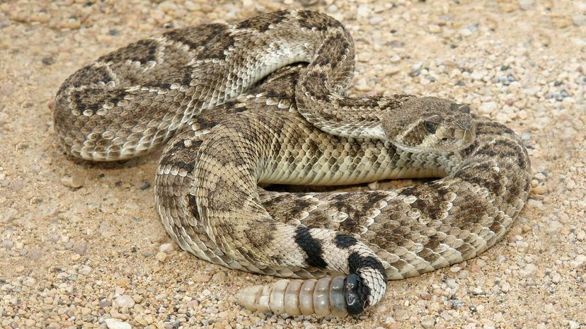 Western diamondback rattlesnake