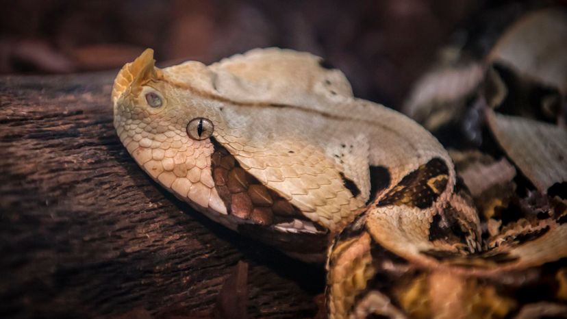 Gaboon viper