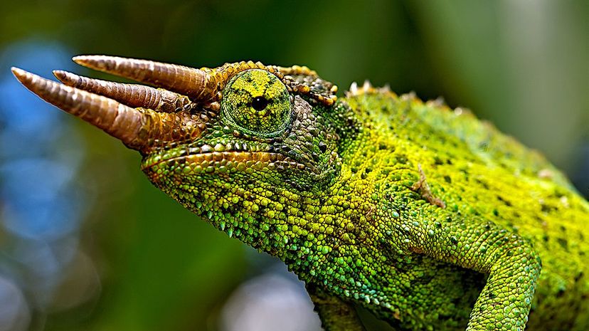 Jackson's Chameleon