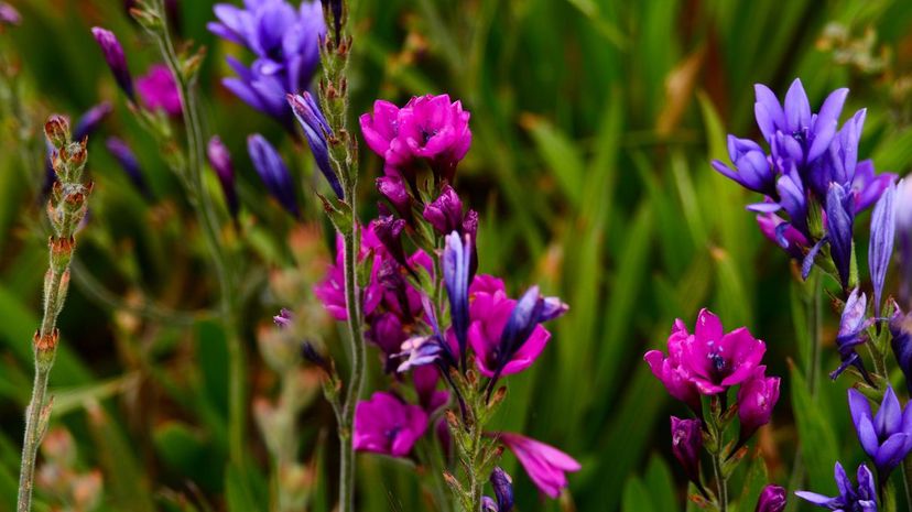 Baboon flower