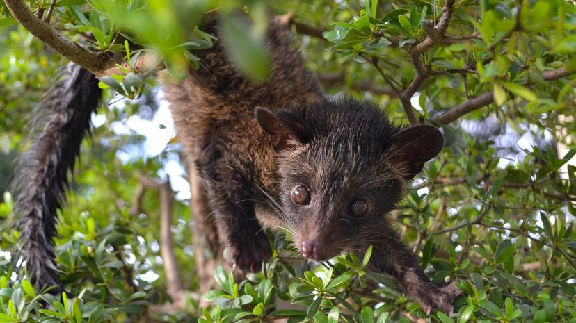 9-Asian Palm Civet