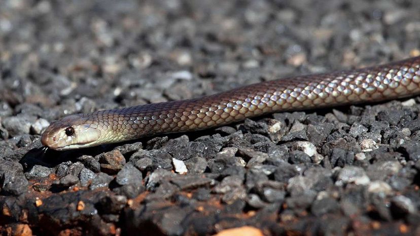 Speckled Brown Snake