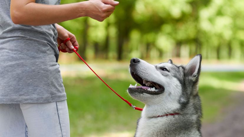 Dog in training