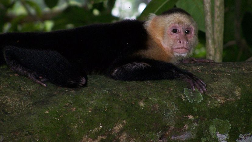 White-headed capuchin