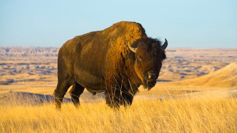 Bison