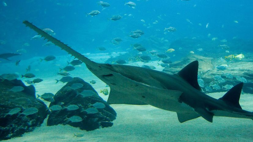 Narrow Sawfish