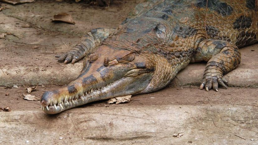 Malayan Gharial