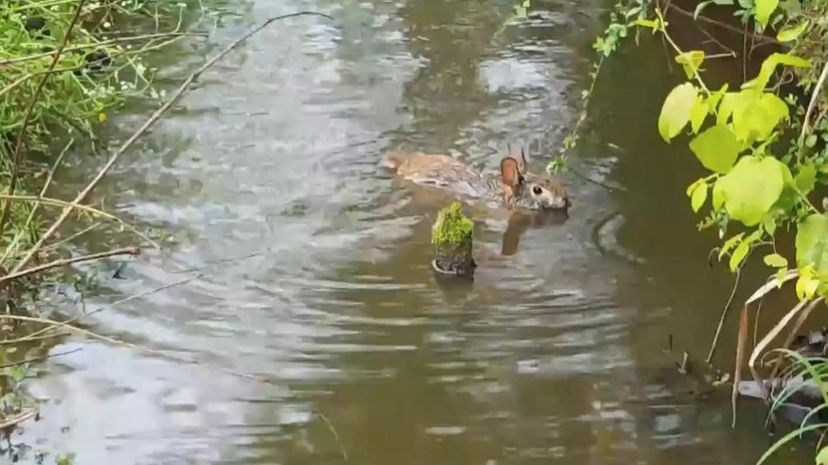 Swamp Rabbit