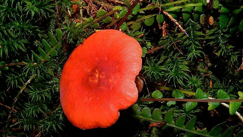 Shrimp Mushroom (Russula xerampelina)