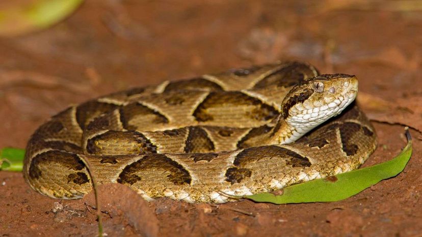 Este quiz de identificação de cobras venenosas é realmente difícil