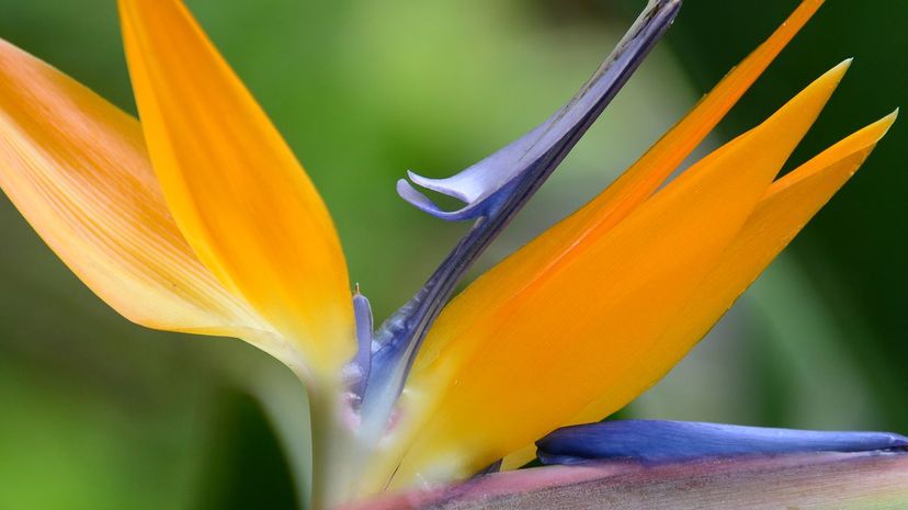 9 Bird-of-paradise flower