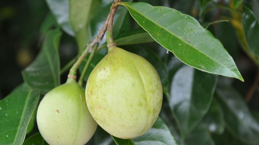 Nutmeg (myristica fragrans)