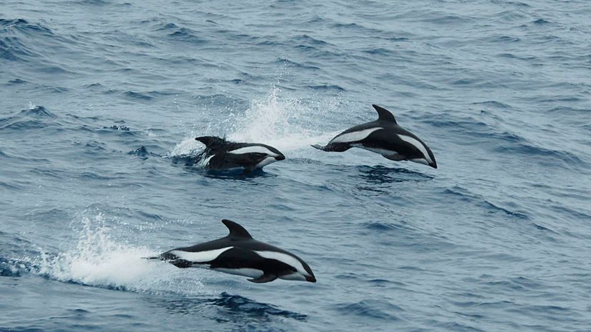 Hourglass dolphin