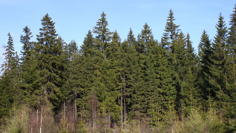 26 norway spruce Picea_abies_forest